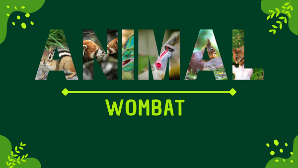 Wombat | Facts, Diet, Habitat & Pictures