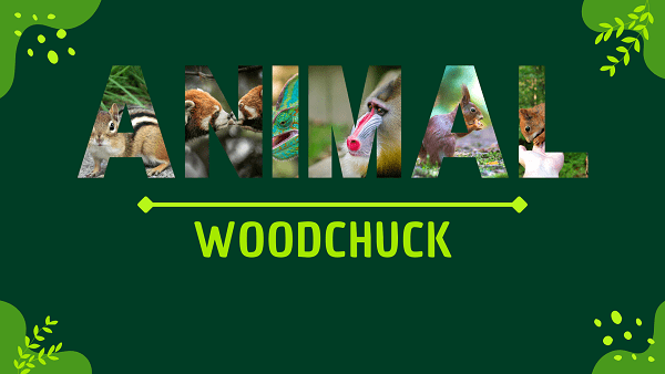 Woodchuck | Facts, Diet, Habitat & Pictures