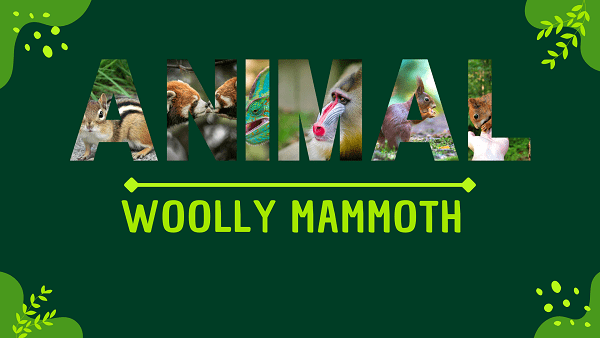 Woolly Mammoth | Facts, Diet, Habitat & Pictures