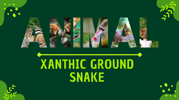 Xanthic Ground Snake | Facts, Diet, Habitat & Pictures