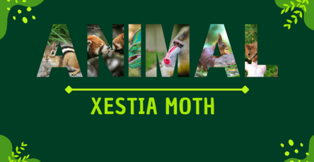 Xestia Moth | Facts, Diet, Habitat & Pictures