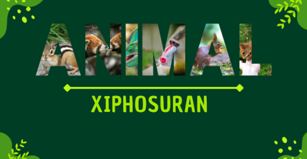 Xiphosuran | Facts, Diet, Habitat & Pictures
