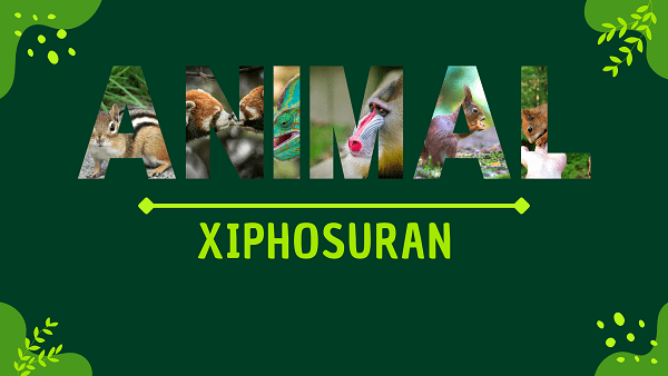 Xiphosuran | Facts, Diet, Habitat & Pictures