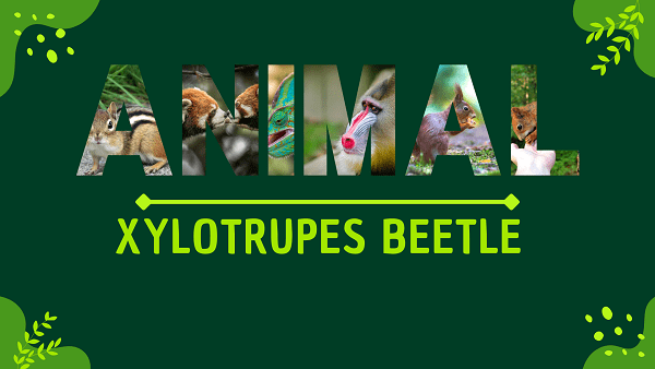 Xylotrupes Beetle | Facts, Diet, Habitat & Pictures