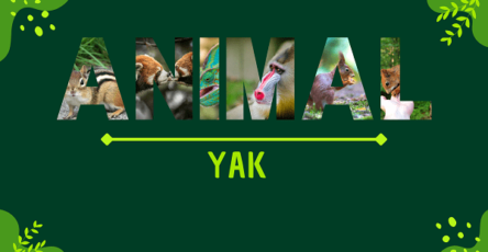 Yak | Facts, Diet, Habitat & Pictures