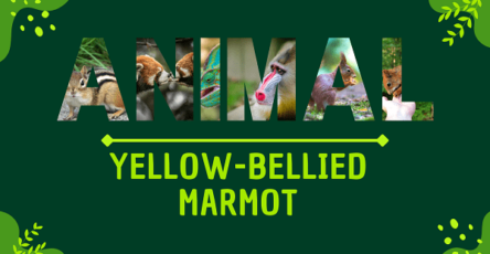 Yellow-bellied Marmot | Facts, Diet, Habitat & Pictures