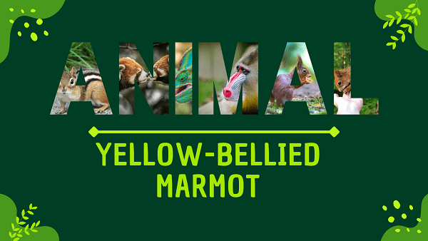 Yellow-bellied Marmot | Facts, Diet, Habitat & Pictures