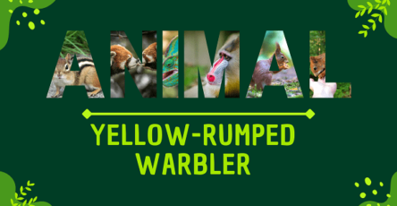Yellow-rumped Warbler | Facts, Diet, Habitat & Pictures