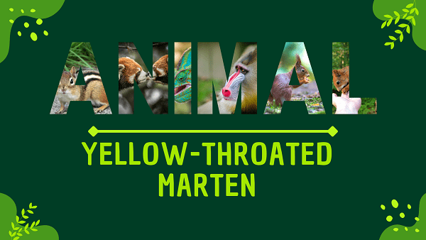 Yellow-throated Warbler | Facts, Diet, Habitat & Pictures