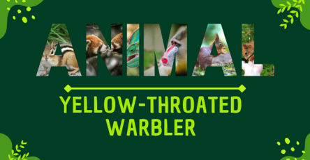 Yellow-throated Marten | Facts, Diet, Habitat & Pictures