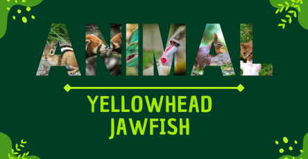 Yellowhead Jawfish | Facts, Diet, Habitat & Pictures