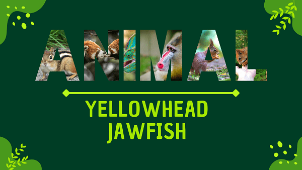 Yellowhead Jawfish | Facts, Diet, Habitat & Pictures