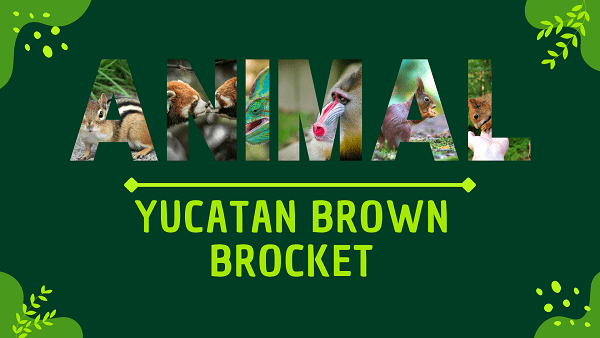 Yucatan Pocket Gopher | Facts, Diet, Habitat & Pictures