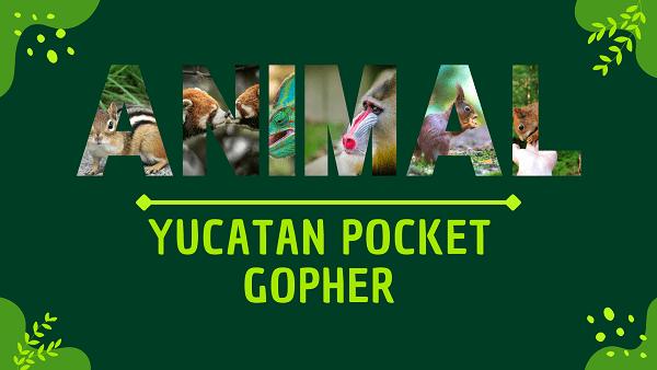 Yucatan Pocket Gopher | Facts, Diet, Habitat & Pictures