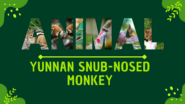 Yunnan Snub-nosed Monkey | Facts, Diet, Habitat & Pictures