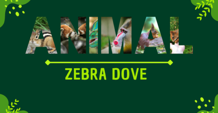 Zebra Dove | Facts, Diet, Habitat & Pictures