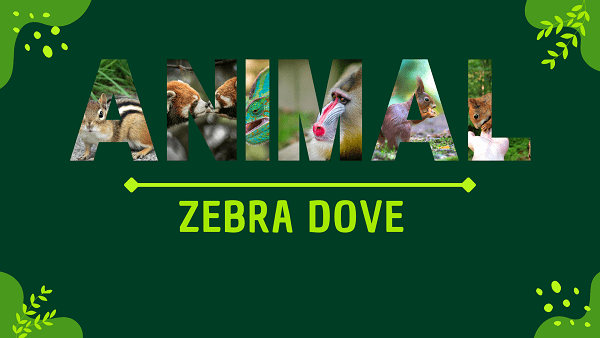 Zebra Dove | Facts, Diet, Habitat & Pictures