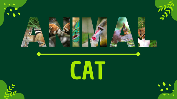 Cat | Facts, Diet, Habitat & Pictures