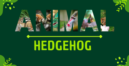 Hedgehog | Facts, Diet, Habitat & Pictures
