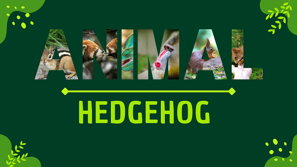 Hedgehog | Facts, Diet, Habitat & Pictures