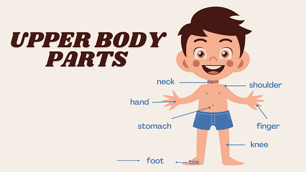 Upper Body Parts