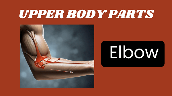Elbow