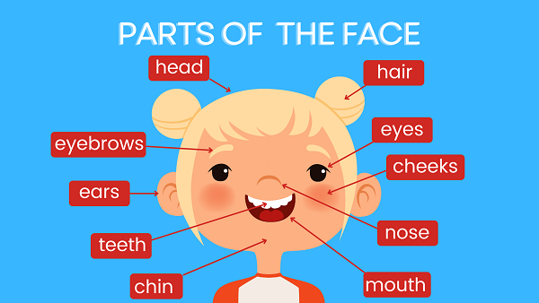 Face Parts