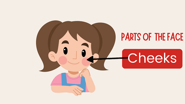 Cheeks | Definition, Histology, Functions & Synonyms