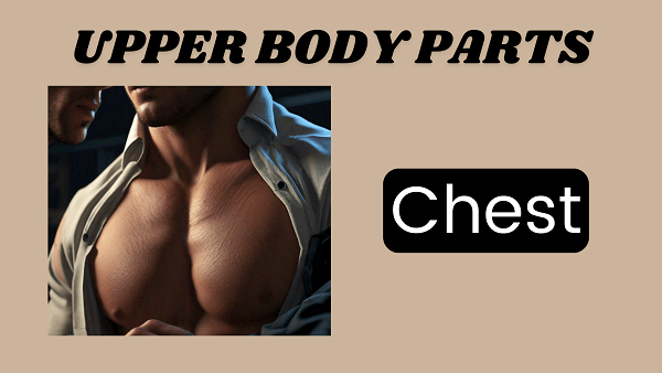 Chest