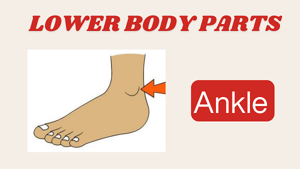 Ankle