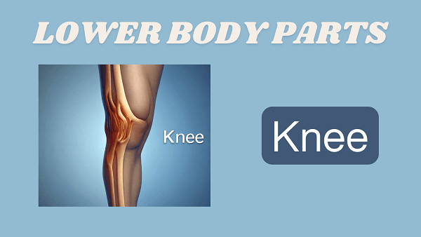 Knee