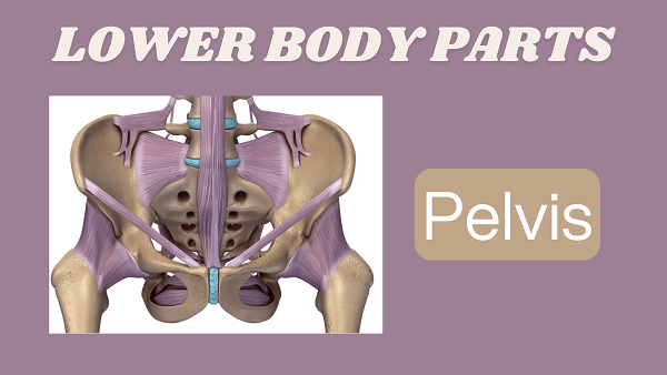 Pelvis