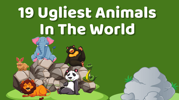 19 Ugliest Animals in the World